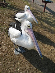 207 Cairns Esplanade